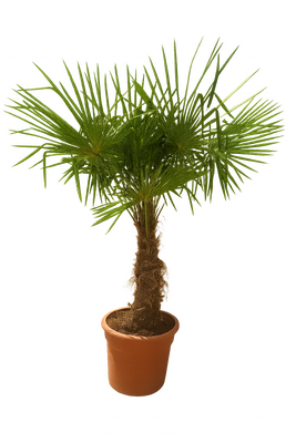 Europese palm, Chamaerops excelsa, pot 30 cm, h 110 cm