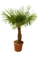 Europese palm, Chamaerops excelsa, pot 30 cm, h 110 cm