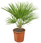 Europese palm, Chamaerops humilis pot 21 cm, hoogte 65 cm