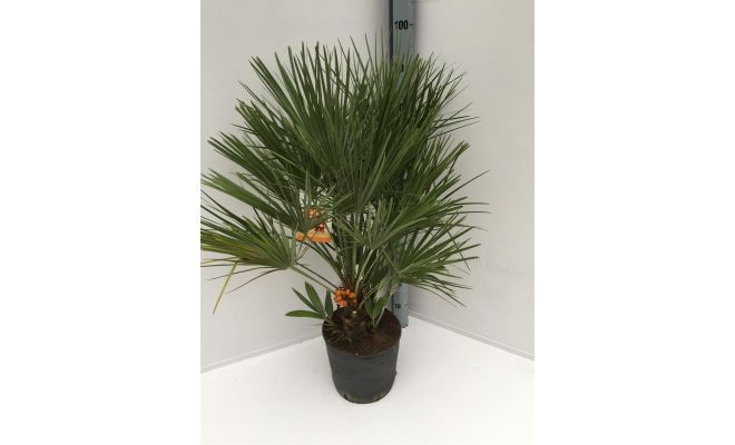 Europese palm,Chamaerops humilis, pot 30 cm, h 90 cm