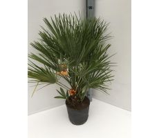 Europese palm,Chamaerops humilis, pot 30 cm, h 90 cm