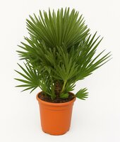 Europese palm, Chamaerops humilis 'Vulcano', pot 24 cm, h 70 cm