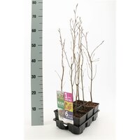 Fagus syl. Atropunicea 6-pack