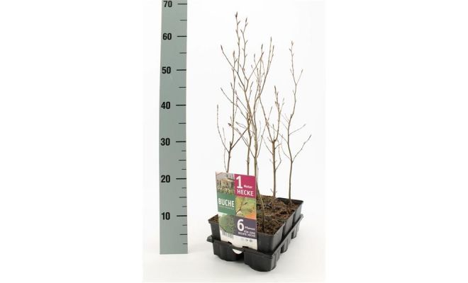 Fagus Sylvatica, pot 9 cm, 6 stuks