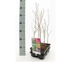 Fagus Sylvatica, pot 9 cm, 6 stuks