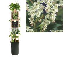 Fallopia aubertii, klimplant in pot - afbeelding 1