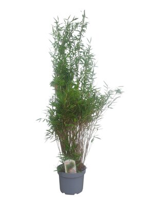Fargesia nitida Black Pearl, pot 23 cm, h 140 cm