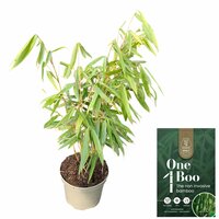 Fargesia robusta 'Pingwu', pot 17 cm, h 40 cm