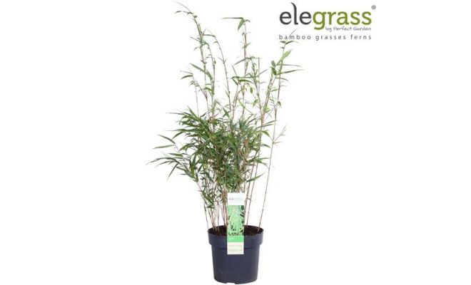 Fargesia Rufa, pot 19 cm, h 50 cm