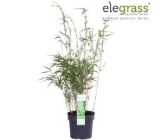 Fargesia Rufa, pot 19 cm, h 50 cm