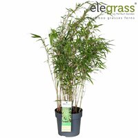 Fargesia rufa, pot 19 cm, h 85 cm