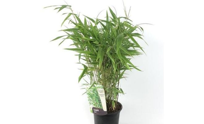 Fargesia Rufa, pot 23 cm, h 90 cm