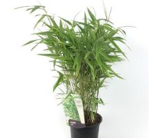 Fargesia Rufa, pot 23 cm, h 90 cm