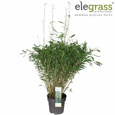 Fargesia Winter Black, pot 29 cm, h 110 cm - afbeelding 1