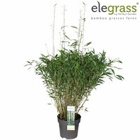 Fargesia Winter Black, pot 29 cm, h 110 cm - afbeelding 1