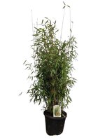 Fargesia 'Winter Joy', pot 17 cm, h 60 cm