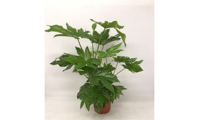Fatsia Japnoica (Vingerplant), pot 17 cm, h 70 cm - afbeelding 1