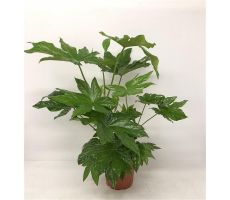Fatsia Japnoica (Vingerplant), pot 17 cm, h 70 cm - afbeelding 1