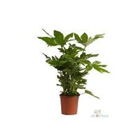 Fatsia japonica, pot 17 cm, h 70 cm