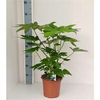 Fatsia japonica, pot 19 cm, h 70 cm