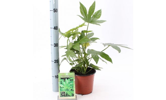 Fatsia Japonica (Vingerplant), pot 21 cm, h 85 cm - afbeelding 1