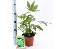 Fatsia Japonica (Vingerplant), pot 21 cm, h 85 cm - afbeelding 2