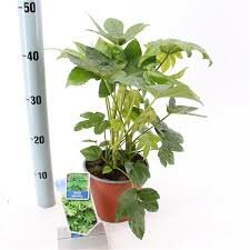 Fatsia japonica, pot 21 cm, h 90 cm