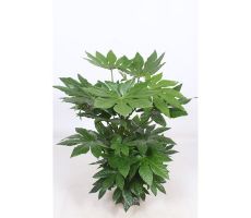 Fatsia Japonica (Vingerplant), pot 24 cm, h 70 cm