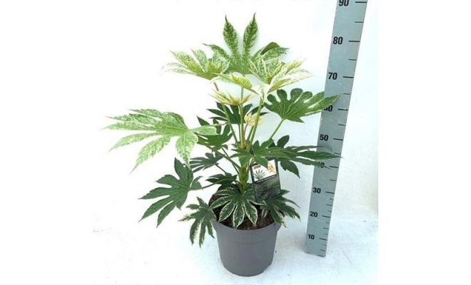 Fatsia Japonica Spiderweb (Vingerplant), pot 17, h 55 cm