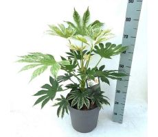 Fatsia Japonica Spiderweb (Vingerplant), pot 17, h 55 cm