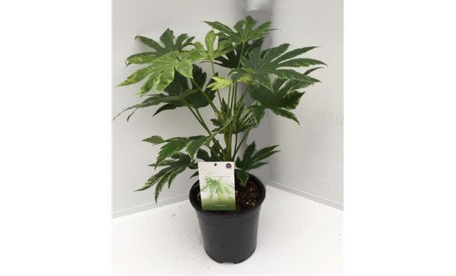 Fatsia Japonica Spiderweb (Vingerplant), pot 21, h 90 cm