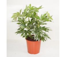 Fatsia Japonica Variegata (Vingerplant), h 60 cm