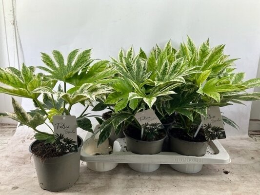 Fatsia japonica 'Variegata (Vingerplant), pot 17 cm, h 40 cm