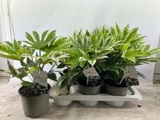 Fatsia japonica 'Variegata (Vingerplant), pot 17 cm, h 40 cm
