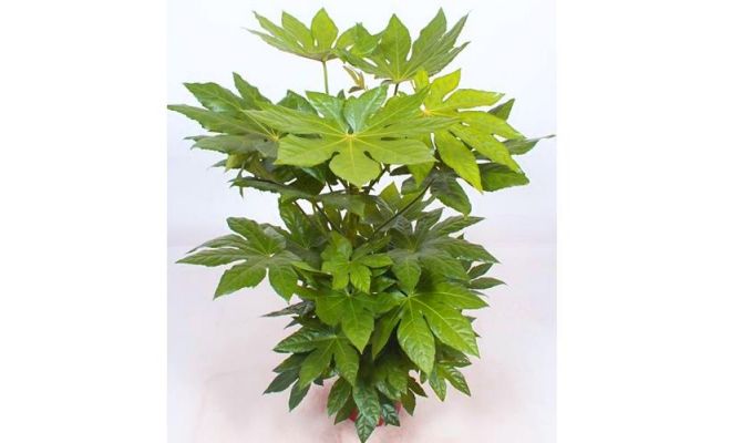 Fatsia Japonica (Vingerplant), pot 15 cm, h 50 cm