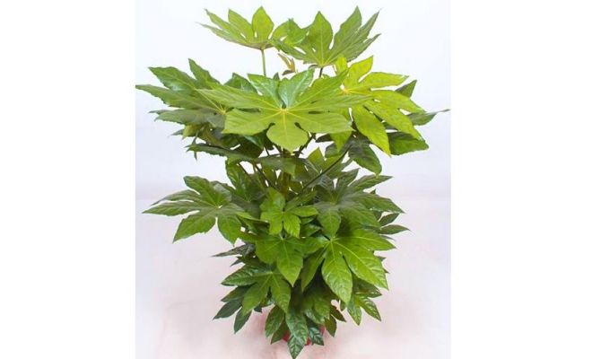 Fatsia Japonica (Vingerplant), pot 15 cm, h 50 cm