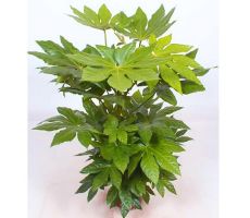 Fatsia Japonica (Vingerplant), pot 15 cm, h 50 cm