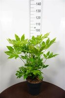 Fatsia Japonica (Vingerplant), pot 21 cm, h 85 cm - afbeelding 2