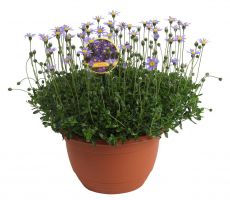 FELICIA AMELLOIDES, pot 14 cm, h 25 cm - afbeelding 3