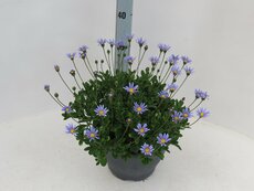 FELICIA AMELLOIDES, pot 14 cm, h 25 cm - afbeelding 2