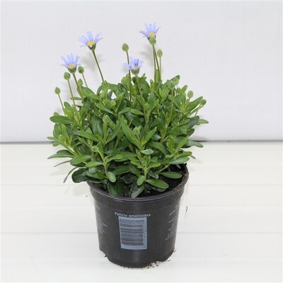 FELICIA AMELLOIDES, pot 14 cm, h 25 cm - afbeelding 1