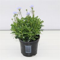 FELICIA AMELLOIDES, pot 14 cm, h 25 cm - afbeelding 3