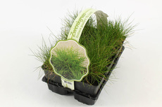 Festuca gautieri 'Pic Carlit' 6 stuks - afbeelding 2