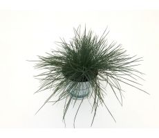 Festuca glauca Compacta Blue, pot 11, h 15 cm - afbeelding 2