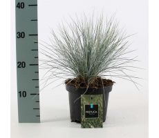 Festuca glauca Compacta Blue, pot 11, h 15 cm - afbeelding 3