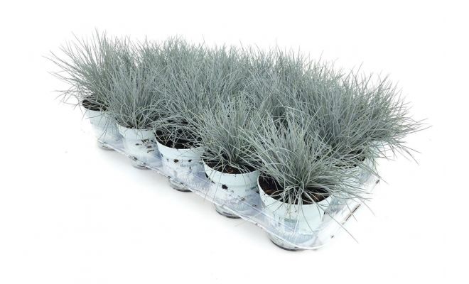 Festuca glauca Compacta Blue, pot 11, h 15 cm - afbeelding 1