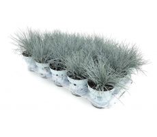 Festuca glauca Compacta Blue, pot 11, h 15 cm - afbeelding 1