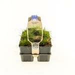 Festuca glauca 'Elijah Blue' 6-pack - afbeelding 2