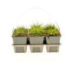 Festuca glauca 'Elijah Blue' 6-pack - afbeelding 4