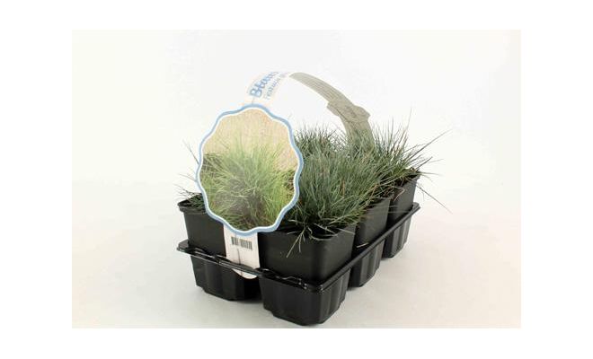 Festuca glauca 'Elijah Blue' 6-pack - afbeelding 1